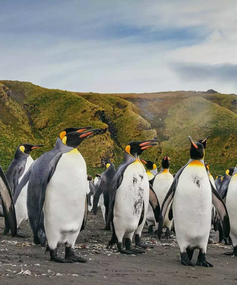 16天乌斯怀亚南极双岛追觅企鹅旅行