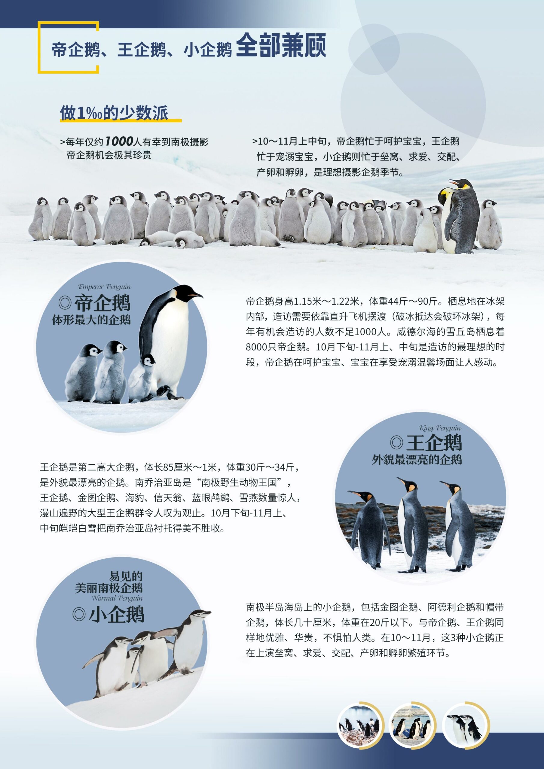 无极号-长城站,南极半岛,（北部、东部）,威德尔海（西部）,南乔治亚岛,帝企鹅,王企鹅,小企鹅摄影23天团