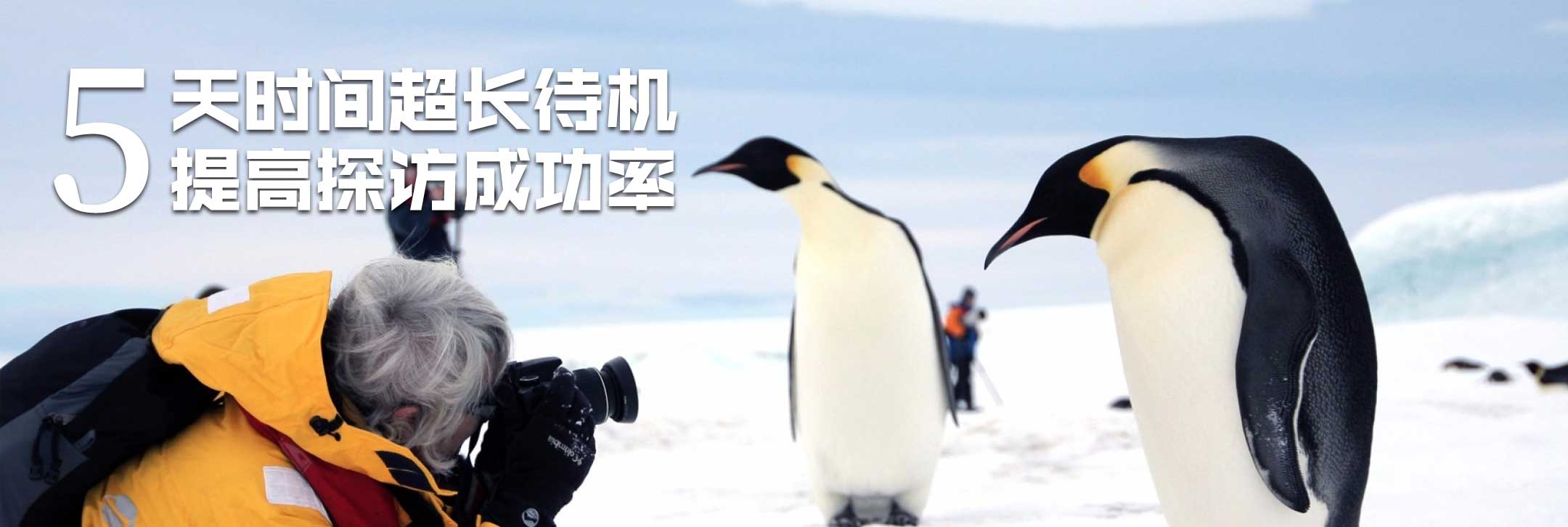 拍摄帝企鹅
