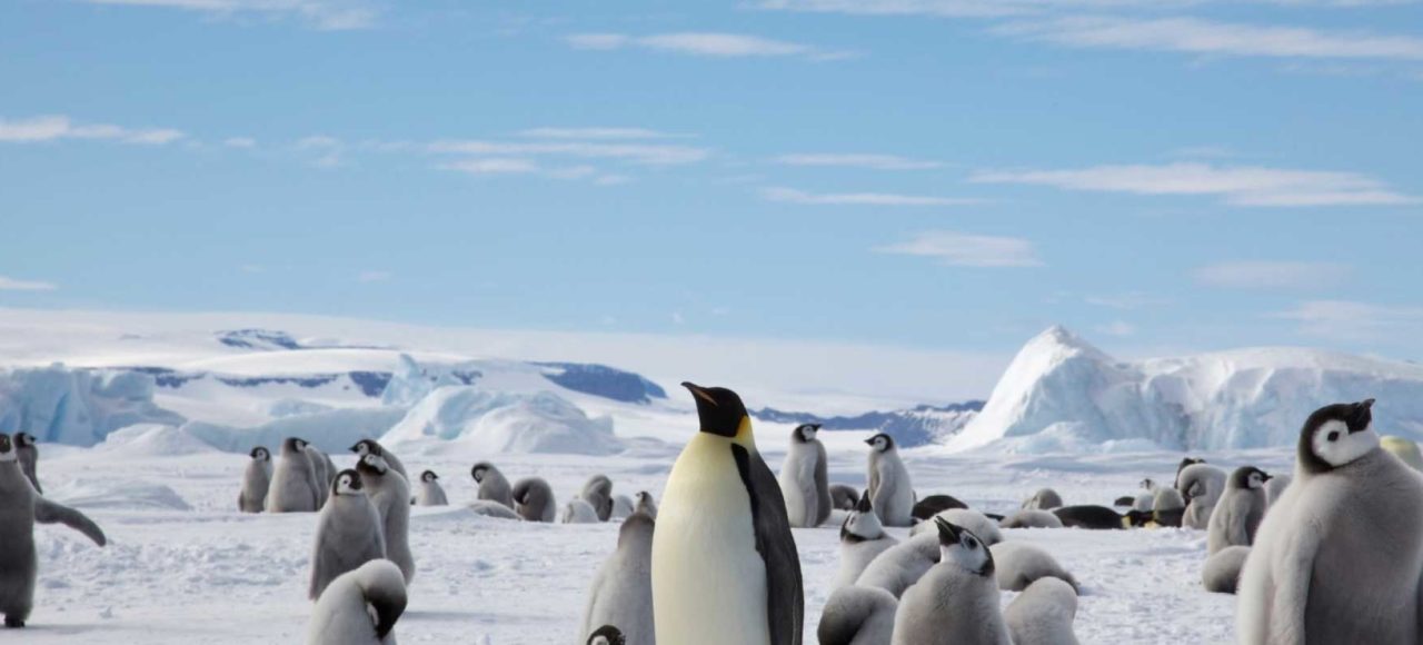 追寻帝企鹅旅行
