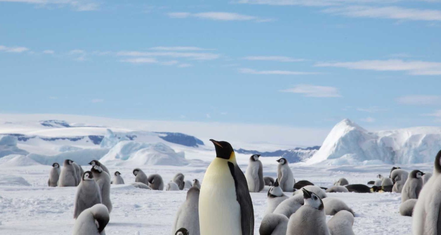 追寻帝企鹅旅行