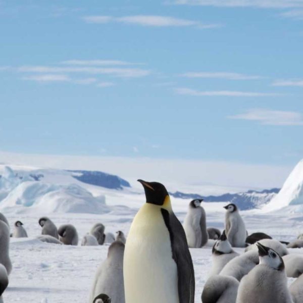 追寻帝企鹅旅行