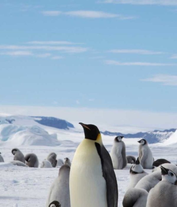 追寻帝企鹅旅行