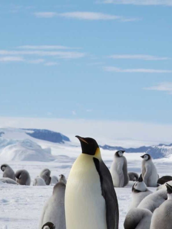 追寻帝企鹅旅行