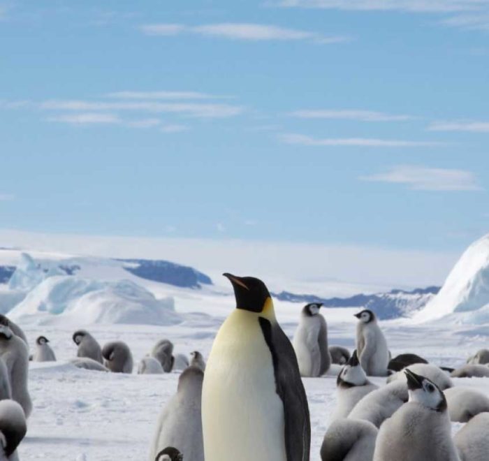 追寻帝企鹅旅行