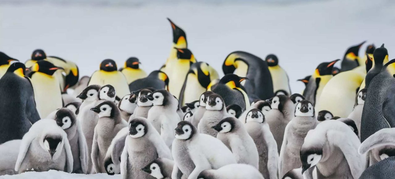 追寻帝企鹅旅行行程