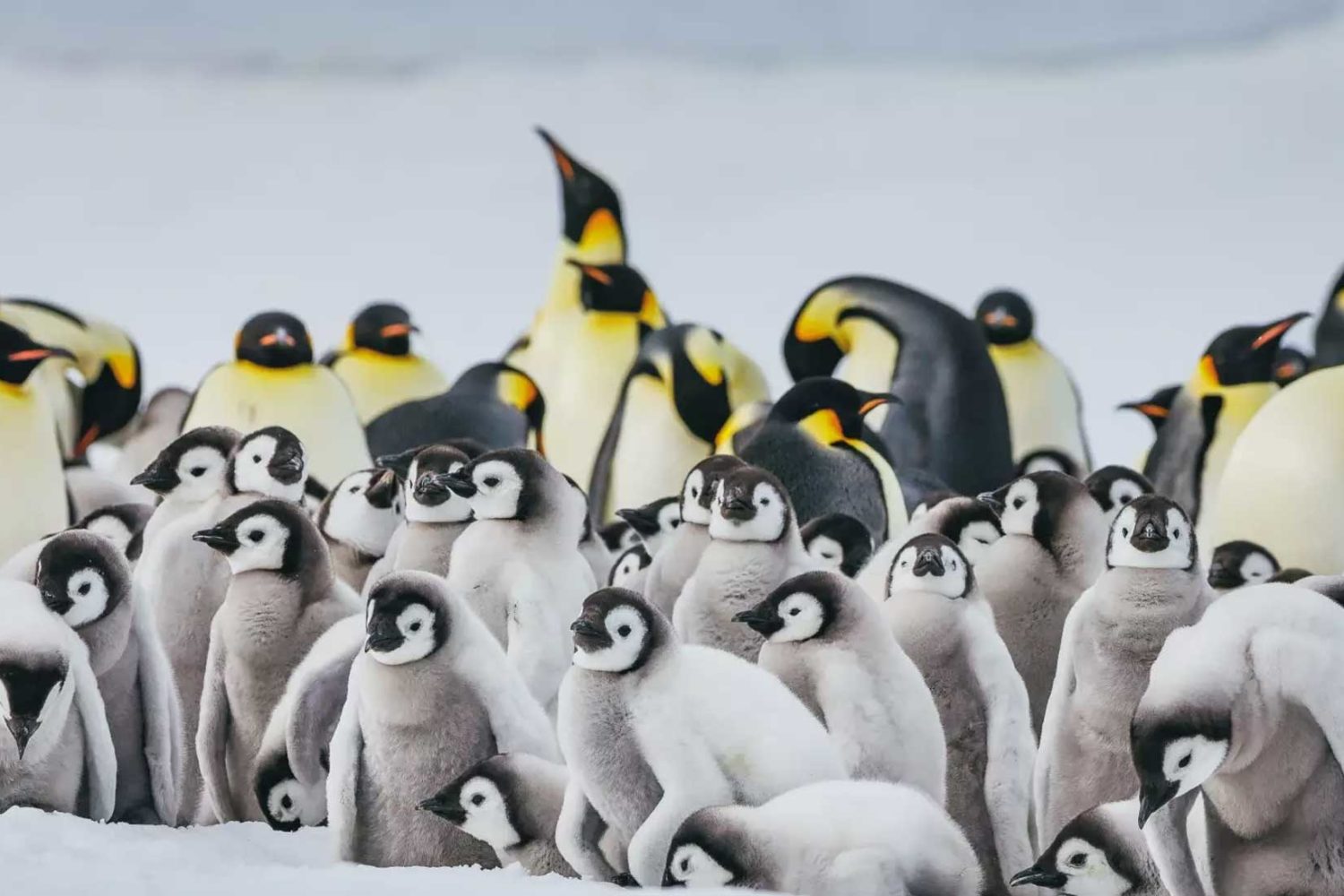 追寻帝企鹅旅行行程