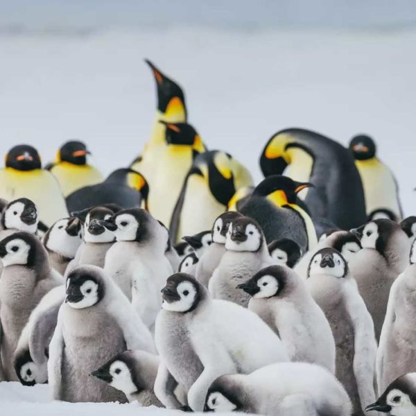 追寻帝企鹅旅行行程