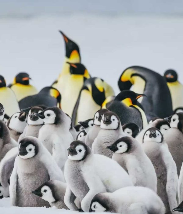 追寻帝企鹅旅行行程