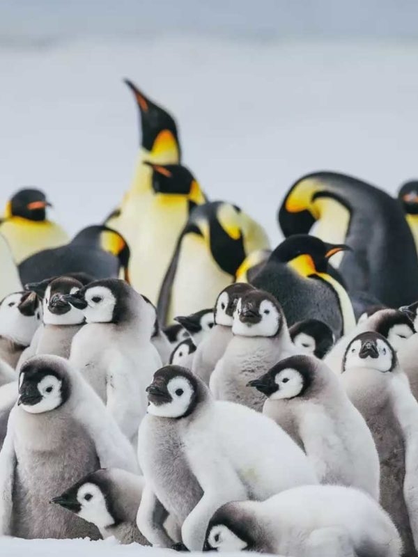 追寻帝企鹅旅行行程