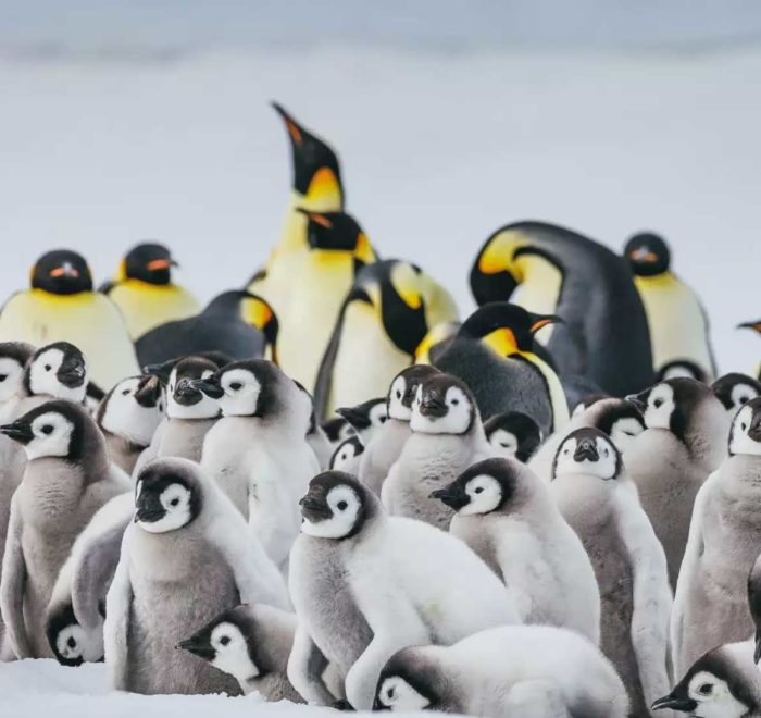 追寻帝企鹅旅行行程