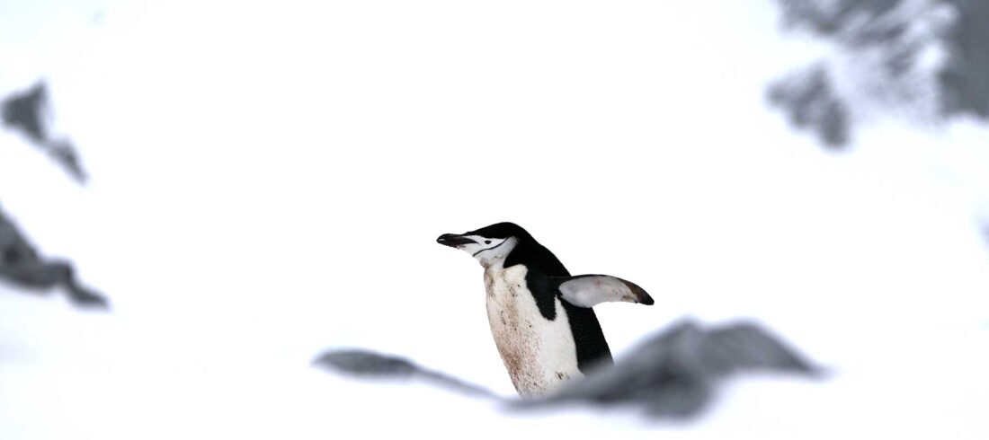 南极企鹅
